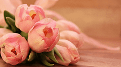 pink flower 