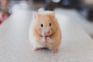 hamster