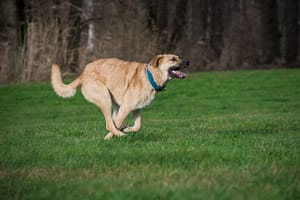 dog 