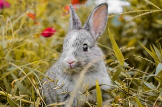 rabbit 